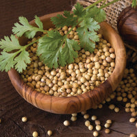 Thumbnail for Coriander Seeds - Rajasthan