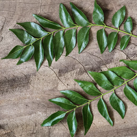 Thumbnail for Curry Leaves